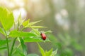 Red beetle sits on a leaf of a bush Royalty Free Stock Photo