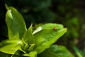 Red beetle sits on a green leaf. Royalty Free Stock Photo