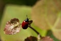 Red beetle Royalty Free Stock Photo