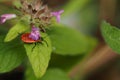 A red beetle, a soldier beetle on a green leaf. Macro photography of beetles Royalty Free Stock Photo