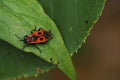 A red beetle, a soldier beetle on a green leaf. Macro photography of beetles Royalty Free Stock Photo