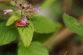 A red beetle, a soldier beetle on a green leaf. Macro photography of beetles Royalty Free Stock Photo