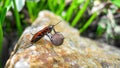 red beetle soldier sits on a stone with raised forepaws that are held by linden seeds. Focus in