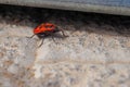 Red beetle soldier on the concrete floor. The insect basks in the sun