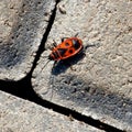 Red beetle soldier crawls on gray concrete Royalty Free Stock Photo