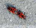 Red beetle soldier crawls on gray concrete