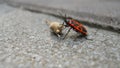 Red beetle beetle soldier. Royalty Free Stock Photo