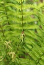 A red beetle soldier sits on a green leaf of fern Royalty Free Stock Photo