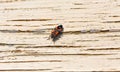 Red beetle soldier on a wooden surface closeup