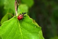 Red beetle Trachelophorus giraffa on green leaves. Royalty Free Stock Photo