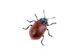 Red beetle on white background Royalty Free Stock Photo