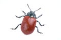 Red beetle on white background from family Chrysomelidae Royalty Free Stock Photo