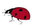 A red beetle on a white background.