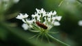 Red beetle on a white flower