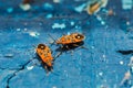 Red beetles soldier on a wooden surface closeup Royalty Free Stock Photo