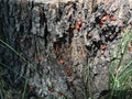 Red beetles on the tree stump Royalty Free Stock Photo