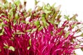 Red beetroot, fresh sprouts and young leaves