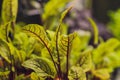 Red beetroot, fresh sprouts and young leaves front view . Vegetable, herb and microgreen. Also beet, table, garden or Royalty Free Stock Photo