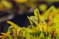 Red beetroot, fresh sprouts and young leaves front view . Vegetable, herb and microgreen. Also beet, table, garden or Royalty Free Stock Photo