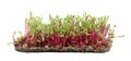 Red beetroot, fresh sprouts and young leaves front view on a white background. Vegetable, herbal and microgreen Royalty Free Stock Photo