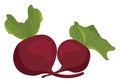 Red beetroot, illustration, vector Royalty Free Stock Photo