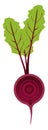 Red beetroot, illustration, vector Royalty Free Stock Photo