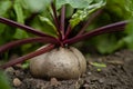 Red beetroot planted in summer garden. Growing organic beet vegetables Royalty Free Stock Photo