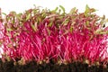Red beetroot sprouts front view