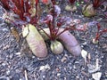 Red beetroot in a vegetable patch in garden Royalty Free Stock Photo