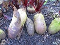 Red beetroot in a vegetable patch in garden Royalty Free Stock Photo