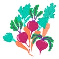 Red beets and carrots with tops. Vegetables from the garden. Vector Objects Royalty Free Stock Photo