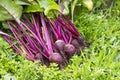 Red beets Royalty Free Stock Photo