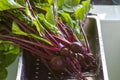 Red beets in the kitchen sink Royalty Free Stock Photo