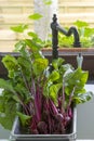 Red beets in the kitchen sink Royalty Free Stock Photo