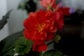 Red begonia blooms beautifully on the window