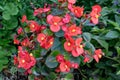 Red Begonia cucullata also known as clubbed begonia or wax begonia