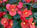 Red Begonia cucullata also known as clubbed begonia or wax begonia