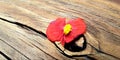 Red begonia flower on eye of a wood log Royalty Free Stock Photo