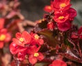 Red Begonia flower Royalty Free Stock Photo