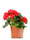 The Red Begonia flower is plant in a brown flowerpot on white background. Royalty Free Stock Photo