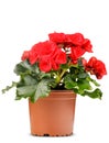 The Red Begonia flower is plant in a brown flowerpot on white background. Royalty Free Stock Photo