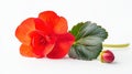 Red Begonia Flower Bud and Leaf on White Background Royalty Free Stock Photo