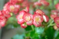 Red begonia flower Royalty Free Stock Photo