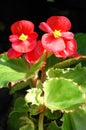 Red begonia flowers closeup in the garden Royalty Free Stock Photo