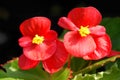 Red begonia flowers closeup in the garden Royalty Free Stock Photo