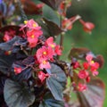 Red Begonia Flowers in a Closeup with Green Background
