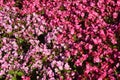 Red begonia flowers grow in a flower bed. Red flowering begonia plants in summer Royalty Free Stock Photo