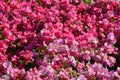 Red begonia flowers grow in a flower bed. Red flowering begonia plants in summer Royalty Free Stock Photo