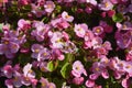 Red begonia flowers grow in a flower bed. Red flowering begonia plants in summer Royalty Free Stock Photo