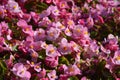 Red begonia flowers grow in a flower bed. Red flowering begonia plants in summer Royalty Free Stock Photo